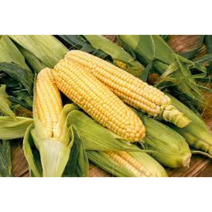Corn - Ear (Fresh)